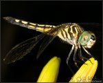 DigitalScape Photography Images